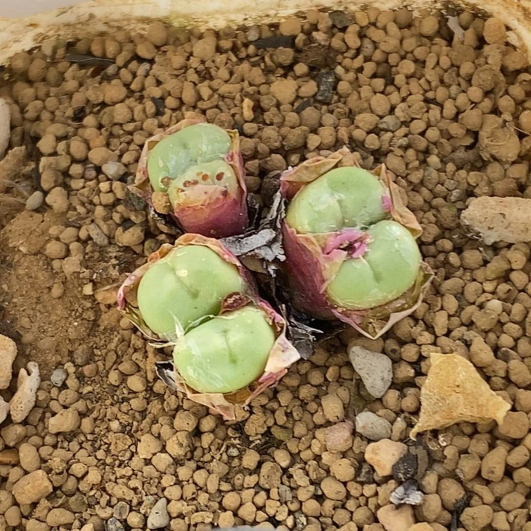 小***杳桃喜花园0606-80嘴