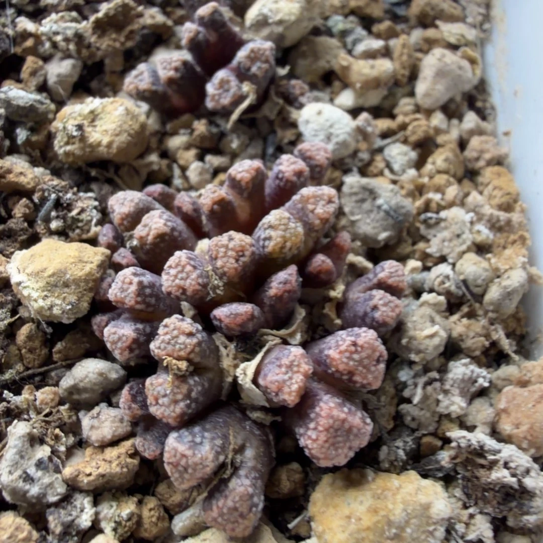 火柴2群清盒价498号