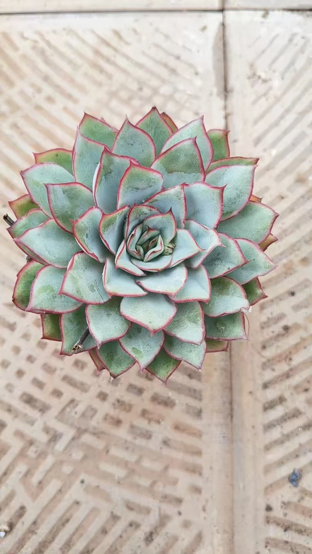 【月光女神】【带盆土发货】【两单包邮】 办公室阳台多肉绿植量拍