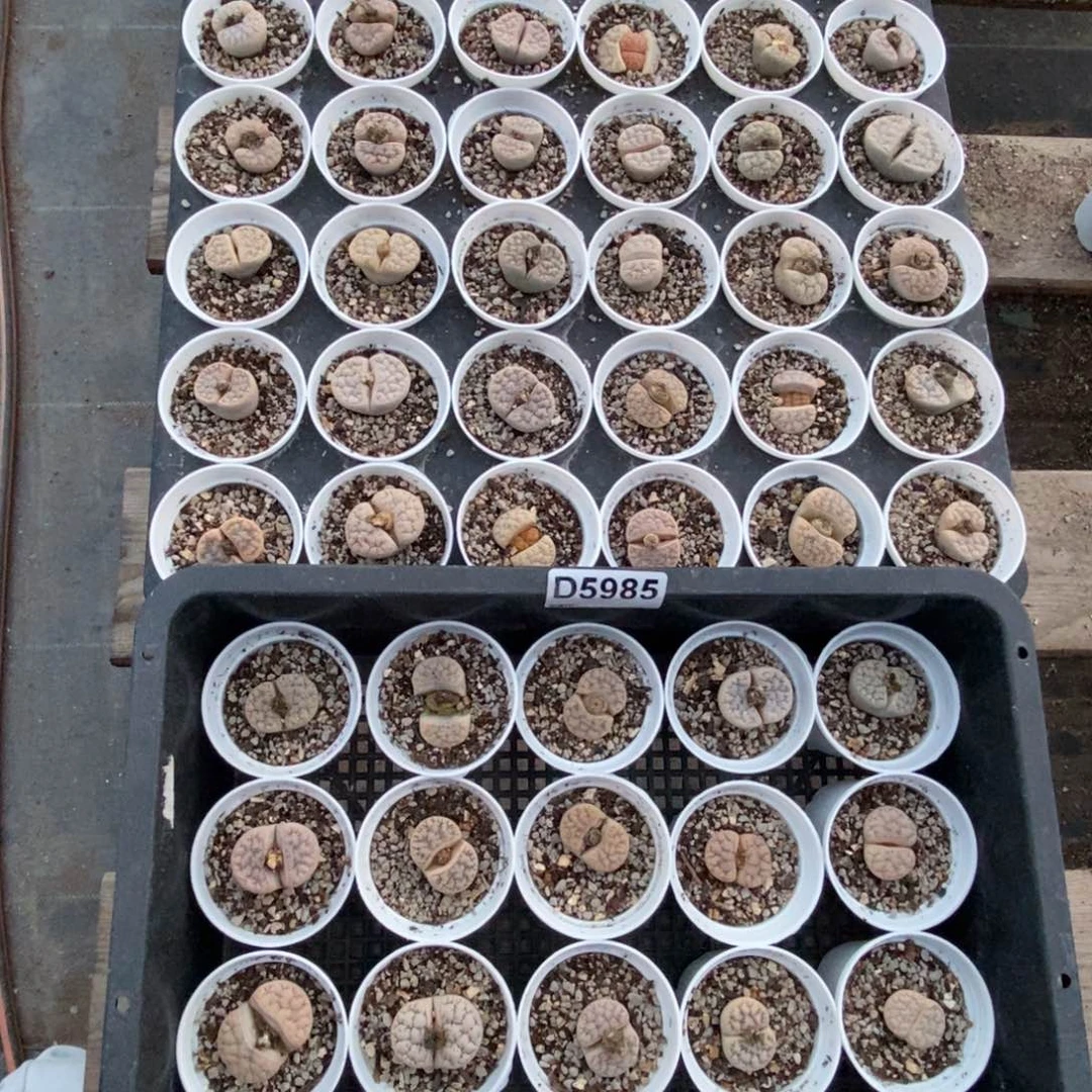 欧***萱5985 80颗荒玉母本