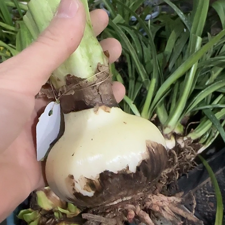 紫纹6.8cm，裸球发货