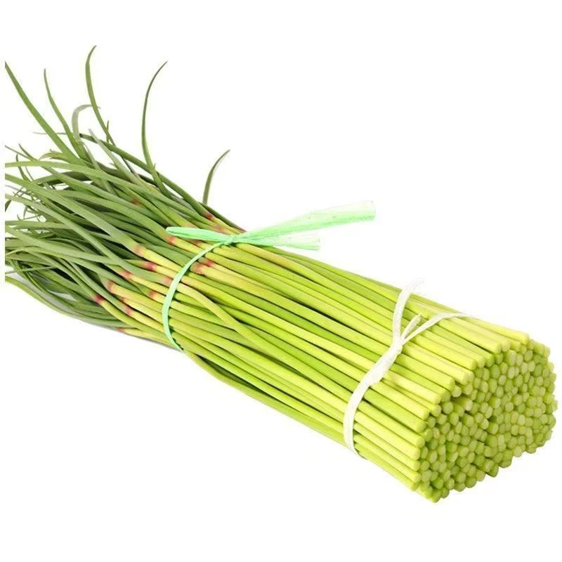 【5斤】长款红帽蒜苔 农家种植蔬菜批发蒜苔 {包邮} a