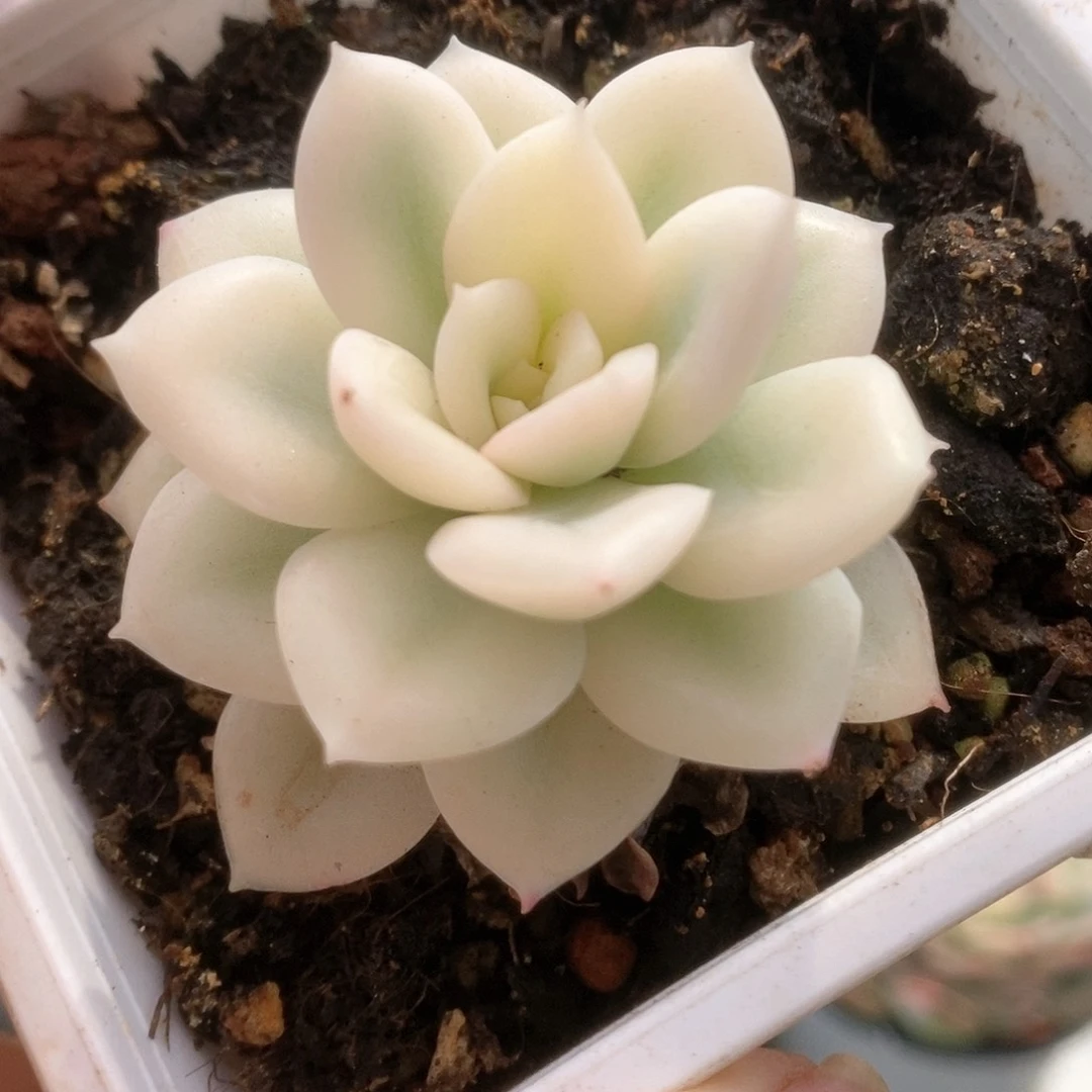 007月亮仙子宽锦锦锦锦锦