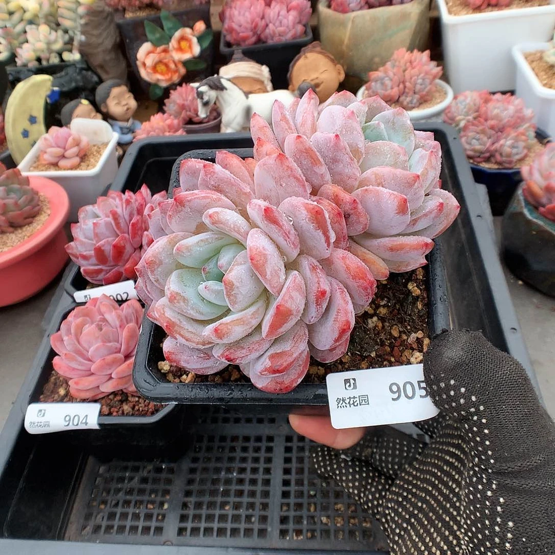 905梦露多肉植物6666