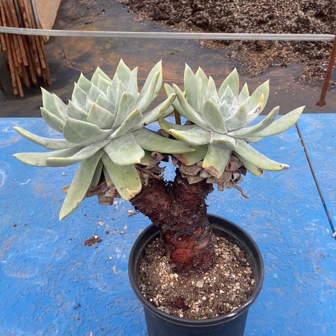 山姆多肉植物啦啦啦
