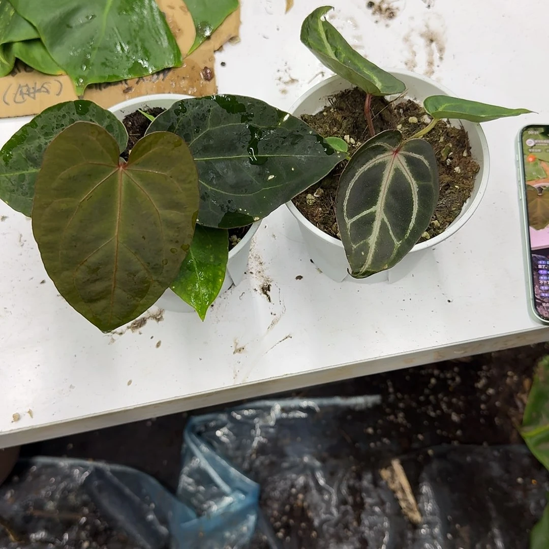 完全开放品种极佳红水晶杂➕黑鸡杂