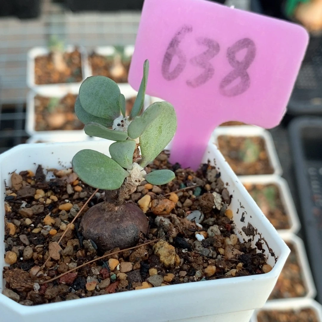 嗯特美后墩菊多肉植物