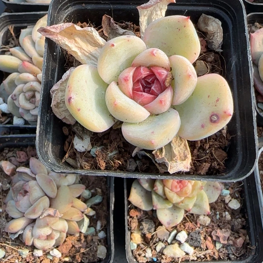 多肉小卡拉米糖心一物一拍