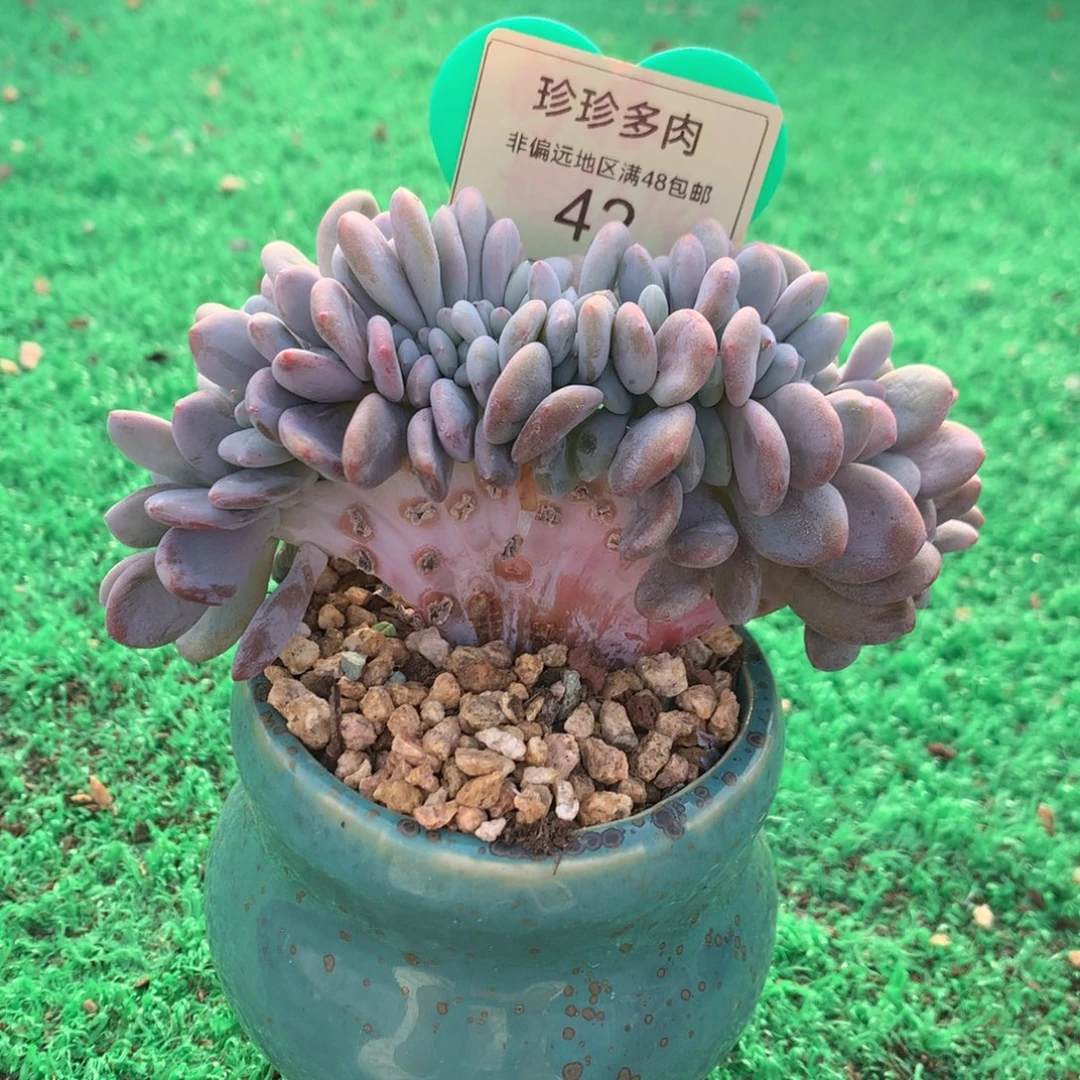 粉兔缀化一物一拍