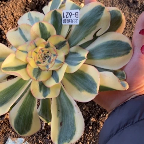 621嫁接王妃满25包邮多肉