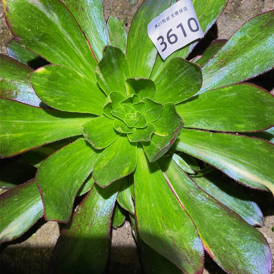 3610魅影七彩多肉植物