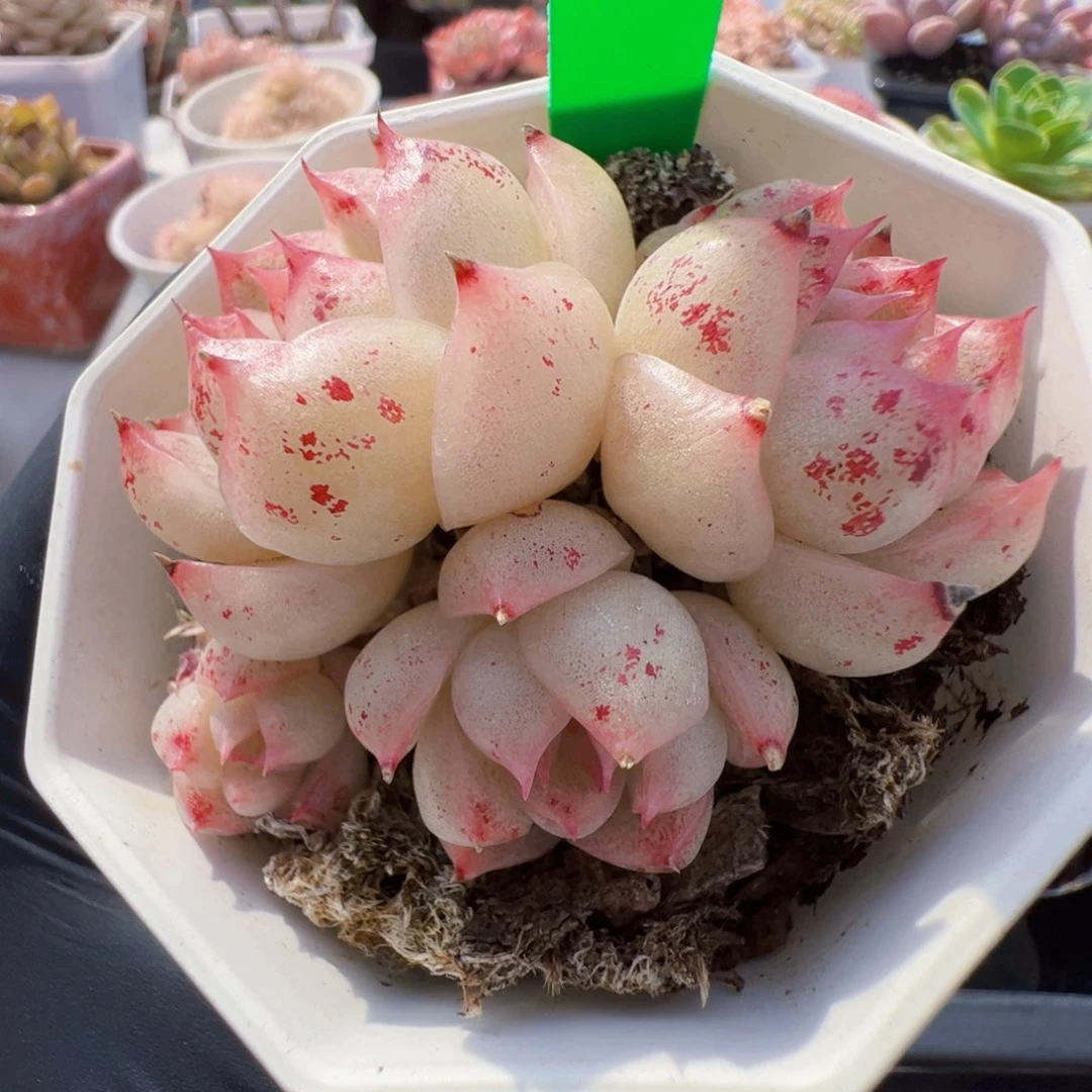 154 星宝精品多肉