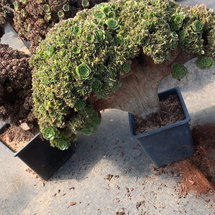 微瑕玫瑰朵朵脱土发货啊