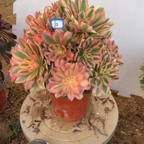 粉女巫捧花一物一拍