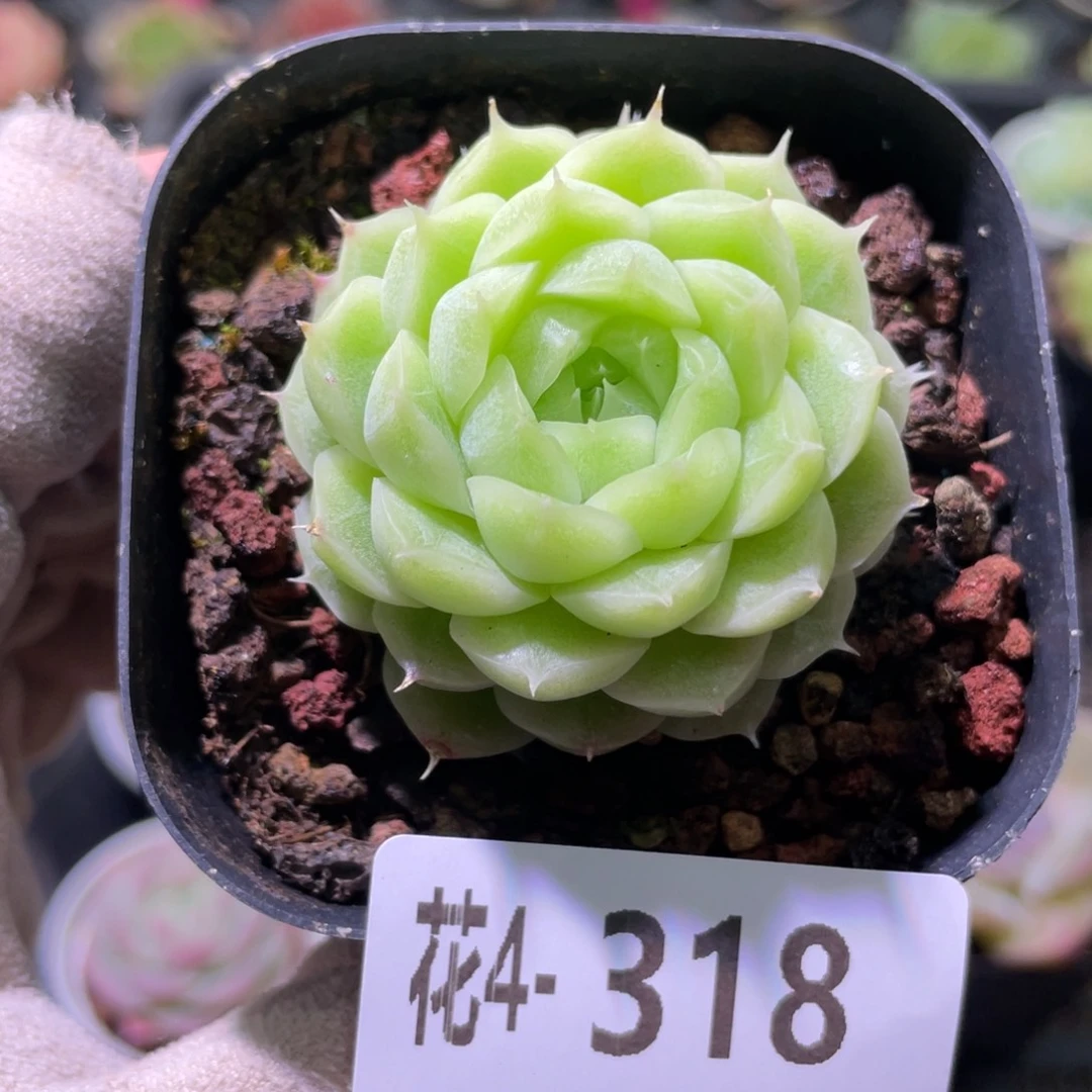 花利美 4-318麦秆单头