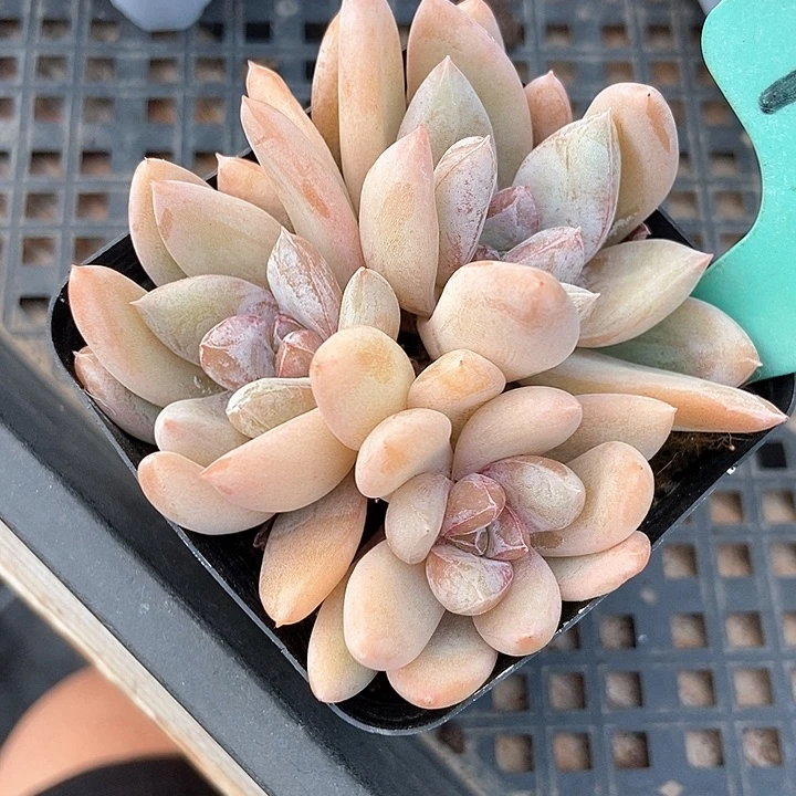 咔***＾多肉植物美人1878