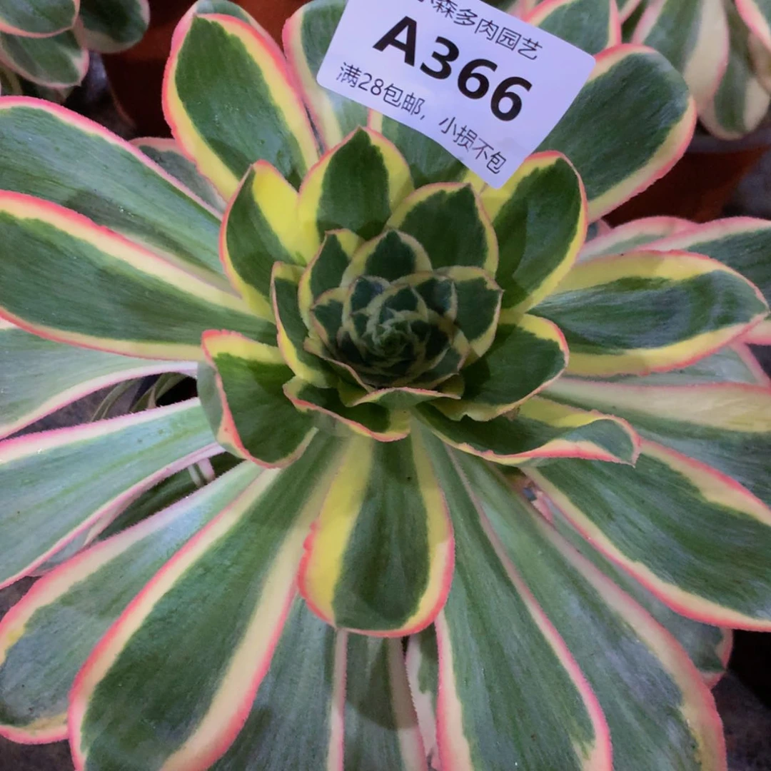 【闪购商品】我***气366燕姿多肉