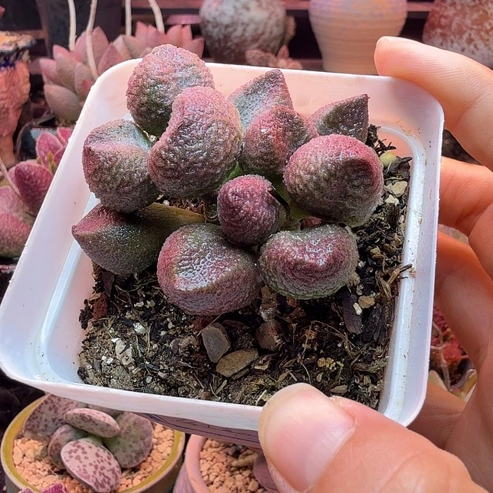 一物一拍，带盆土发货