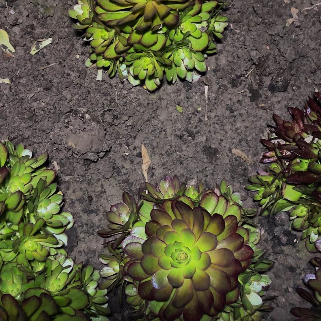 万圣节七彩16号周正捧花包邮