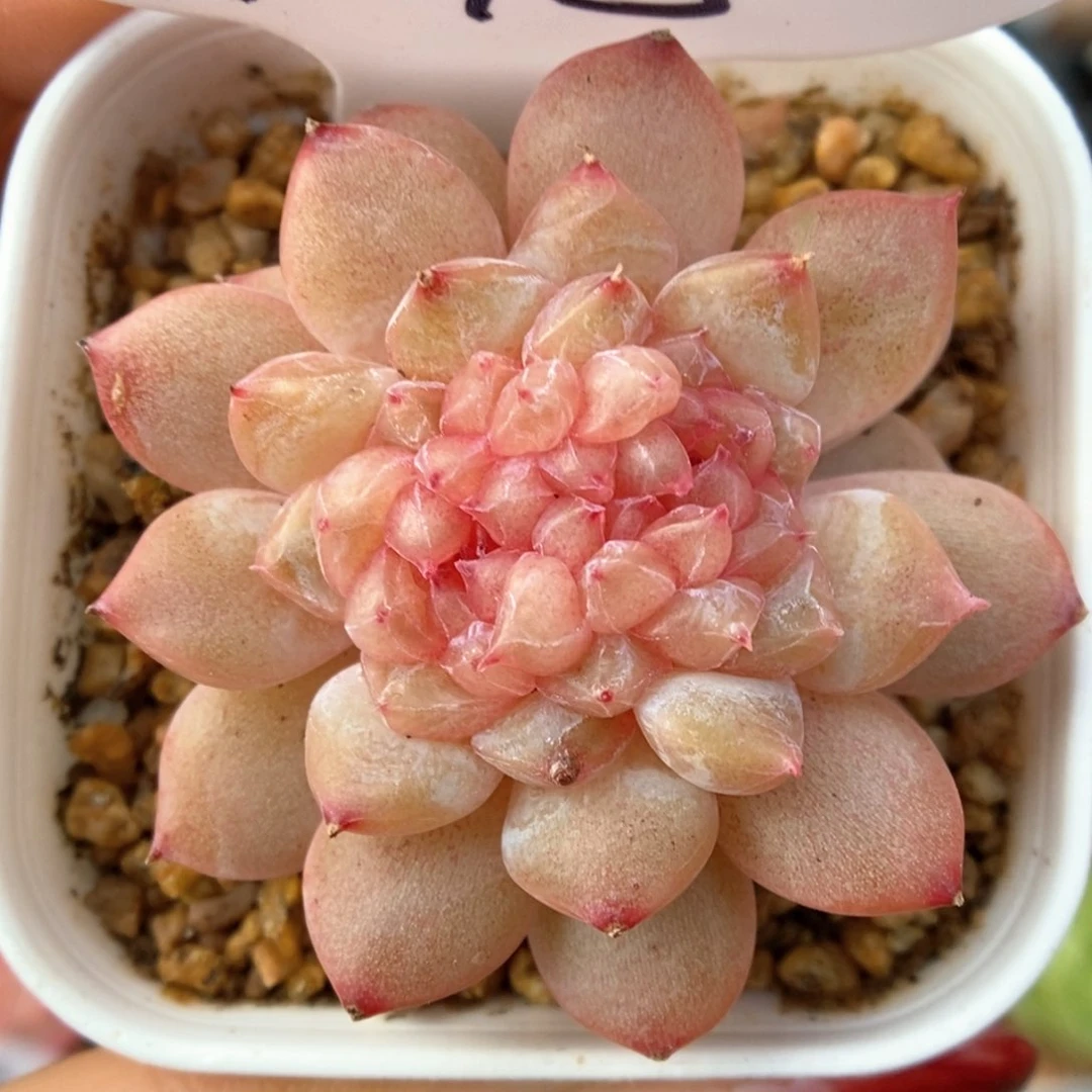 糖心珍妮缀化可拍945号