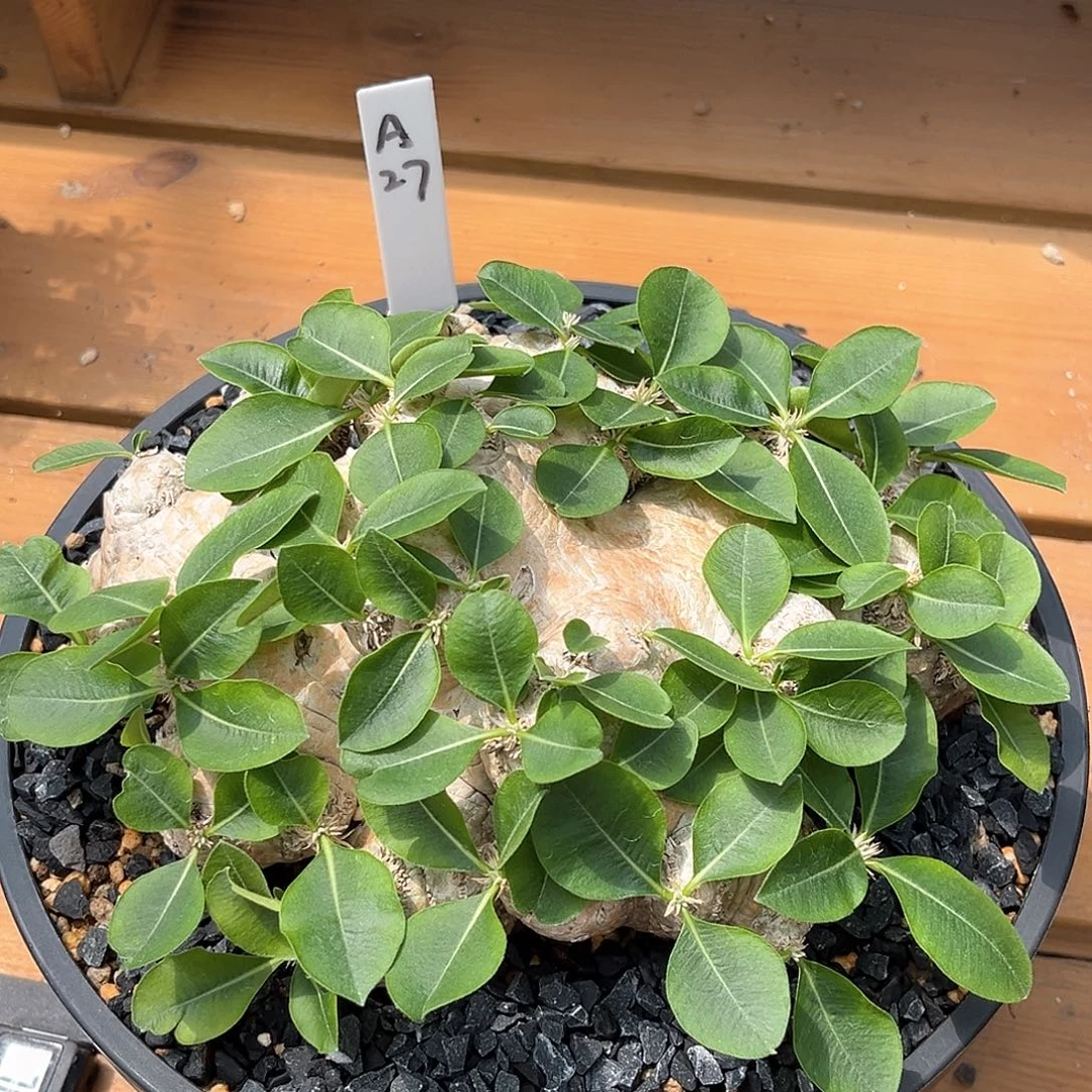 潮流植物 惠比须笑