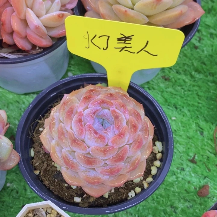 哲*子多肉植物,开心多肉