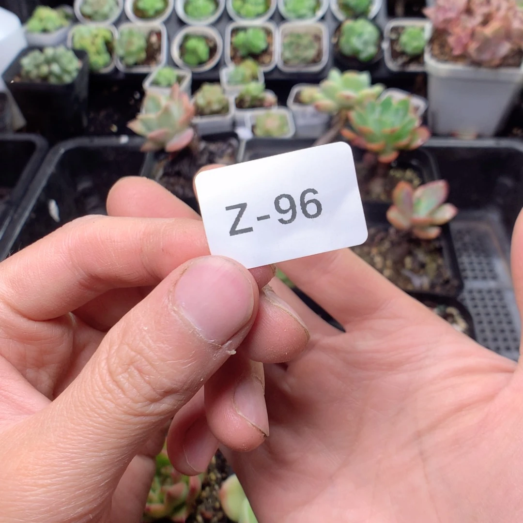 唧***歪无花朵Z96英语英语英语英语英语英语英语英语