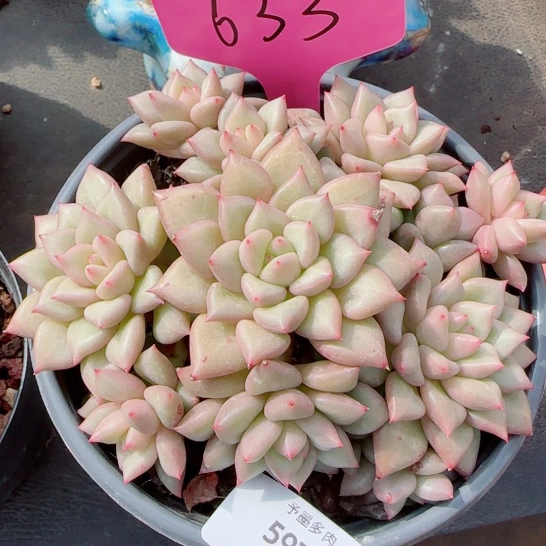 黄金象牙，5970多肉植物