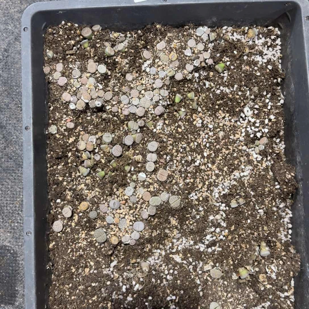 459。C189荒清框福利。脱土发货