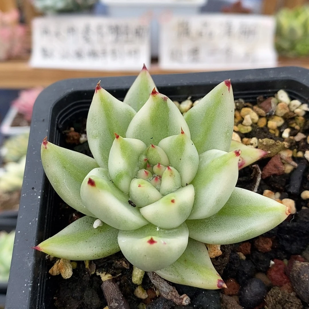 2597 艾克魂宽锦