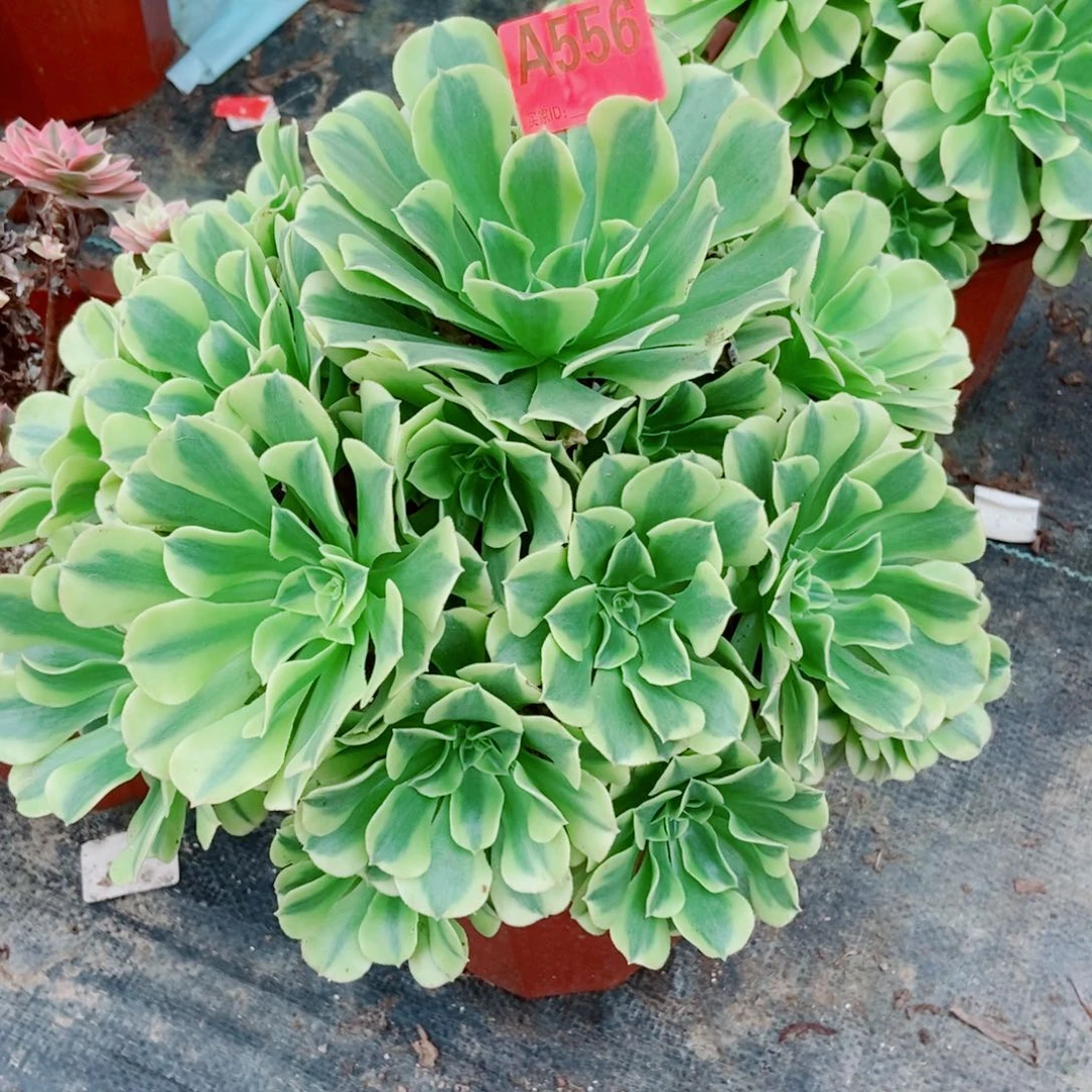 绿豆沙556多肉111111