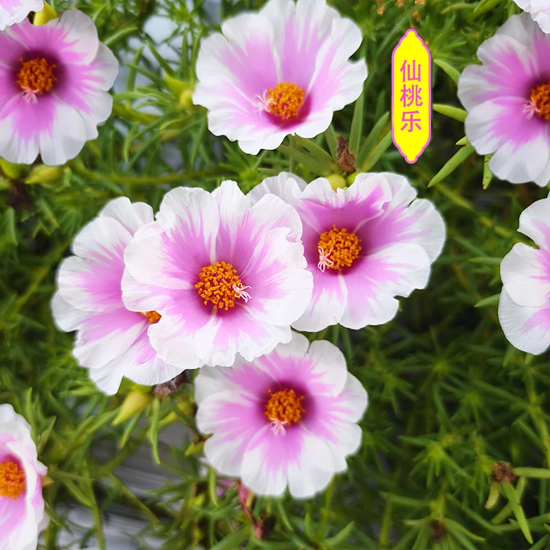 针叶单瓣大花苞太阳花枝条阳台庭院花园新手好养易种耐热耐旱花卉