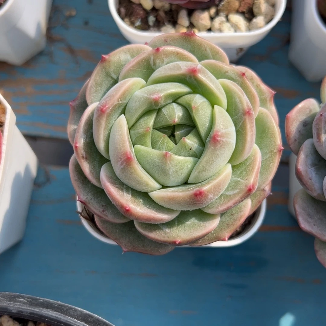 多肉植物一物一拍（32号）