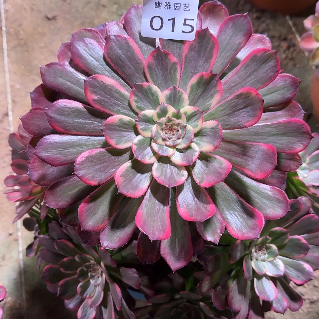 多肉植物黑金刚015