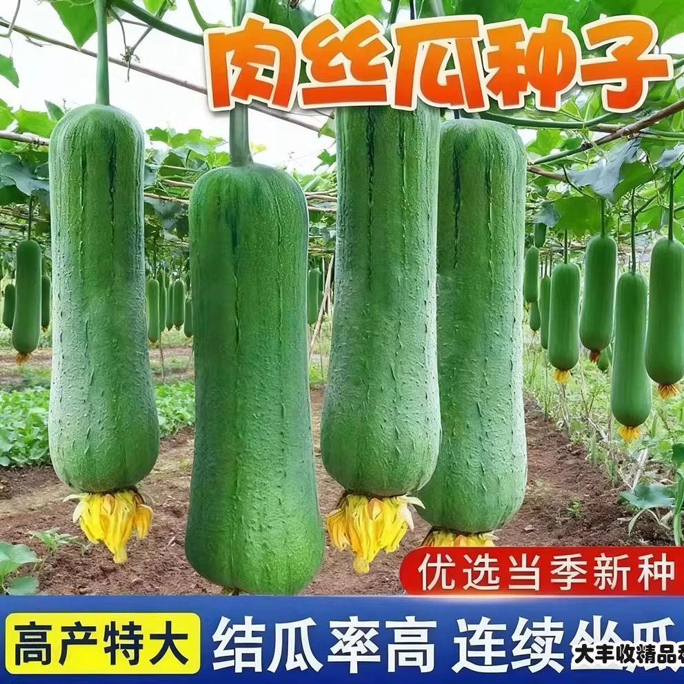 【满5件包邮】肉丝瓜种子丝瓜种籽四季特大春早熟蔬菜丝瓜种孑