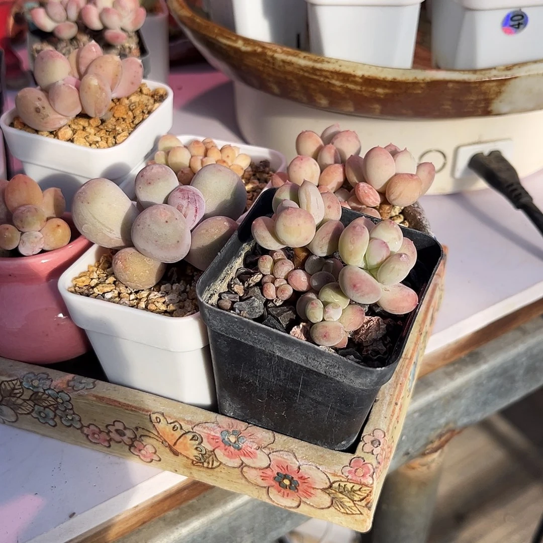 桃桃多肉一物一拍