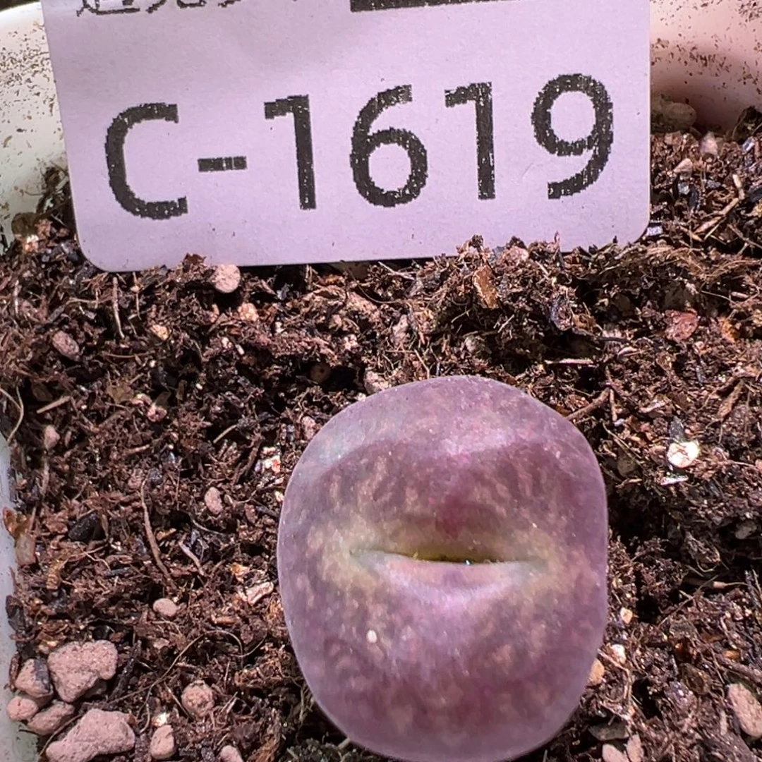多肉植物1111111111111