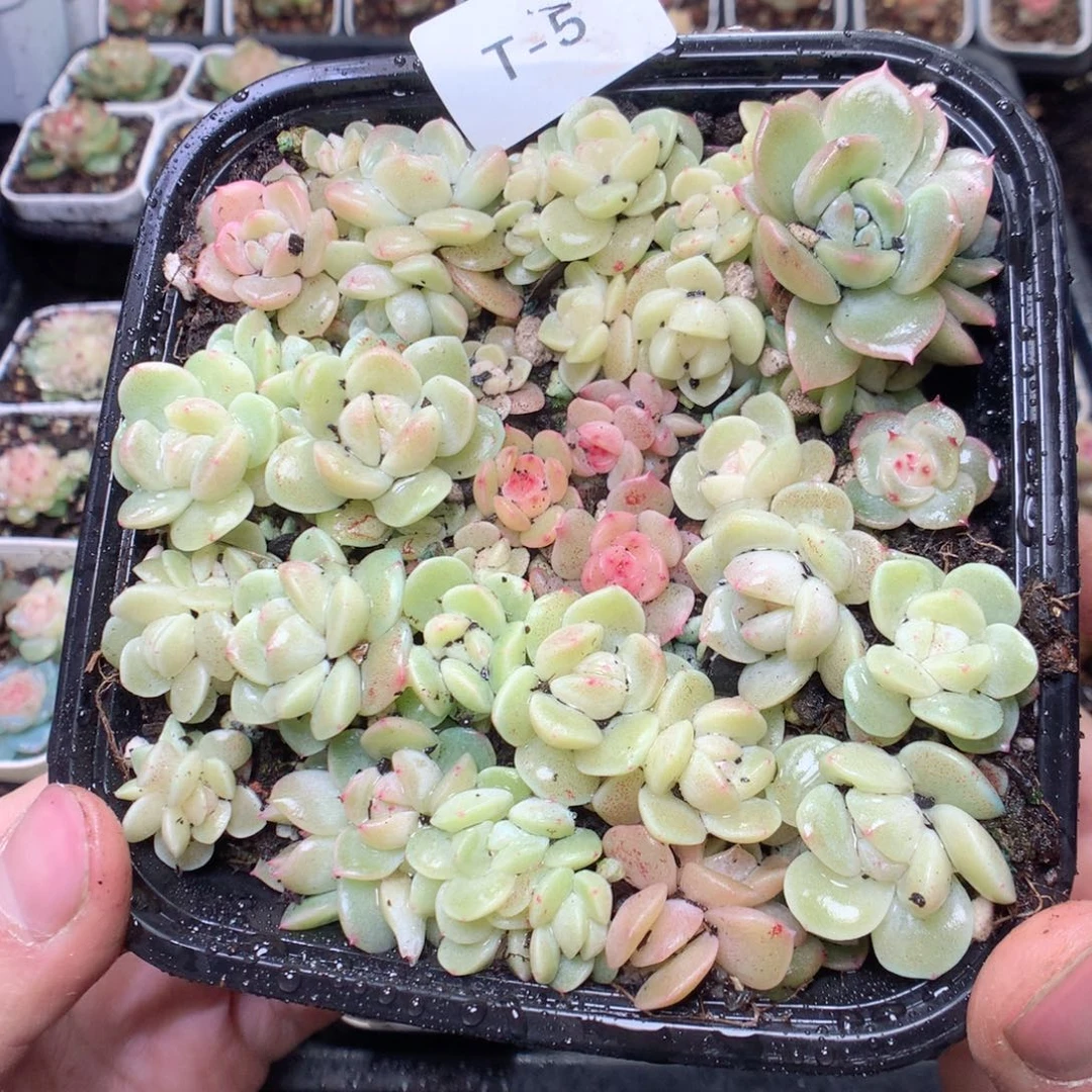 无花朵T5。白体珍妮