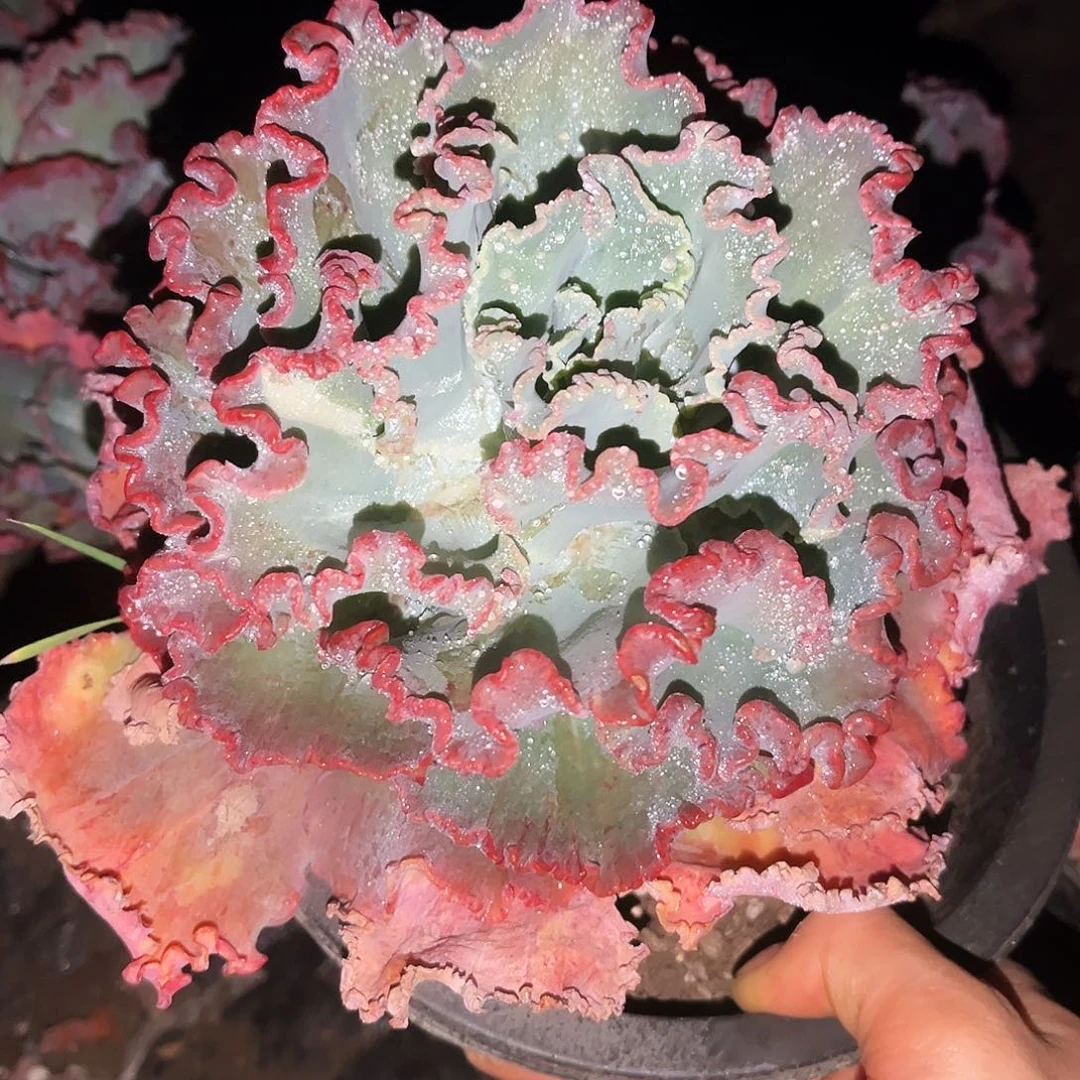 舞会8.99多肉植物