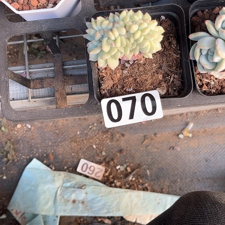 小*兽多肉植物一物一拍