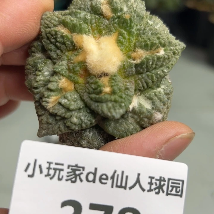 378 无根 三月中旬上盆