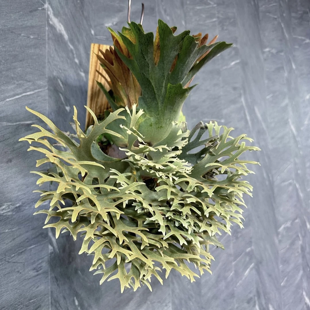 OMG侏儒爪哇鹿角蕨小型鹿角蕨