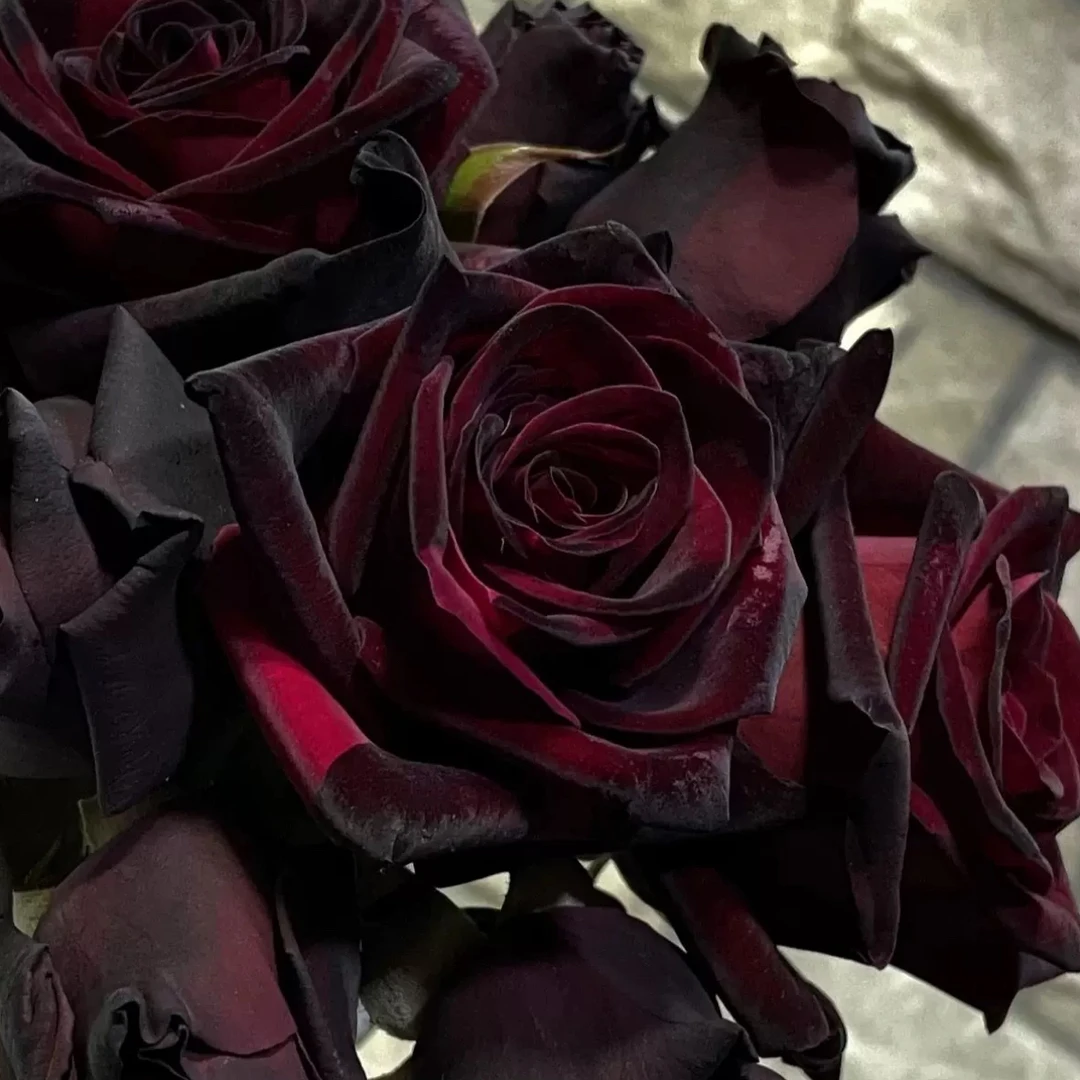 抗旱浓香欧洲玫瑰带月季土球发货包邮月季花玫瑰花高颜值花卉