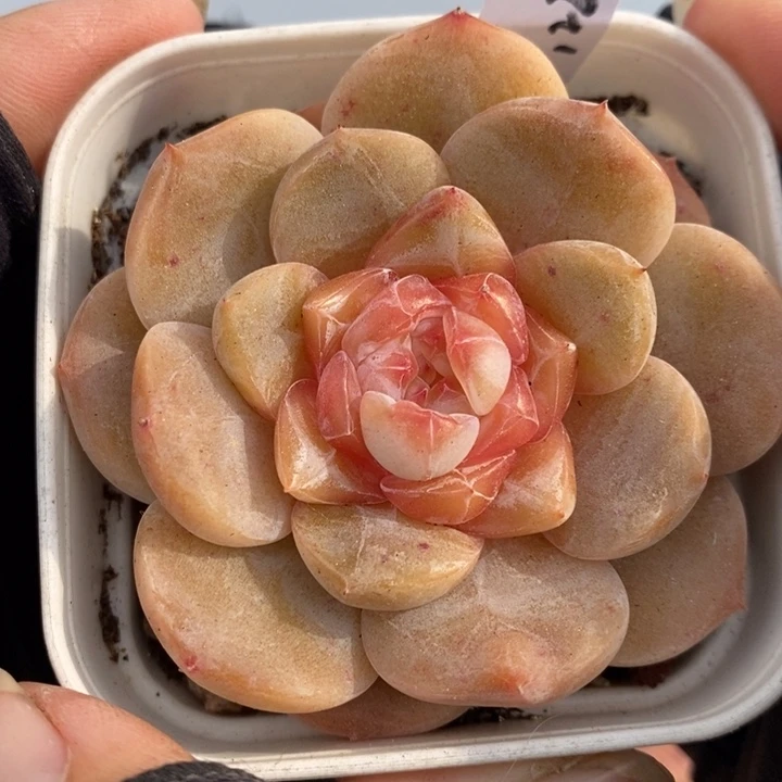 1227-521，糖心多肉