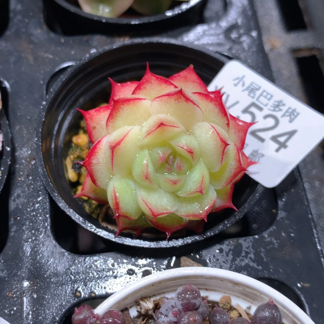 5CM拇指盆精控多肉YV524