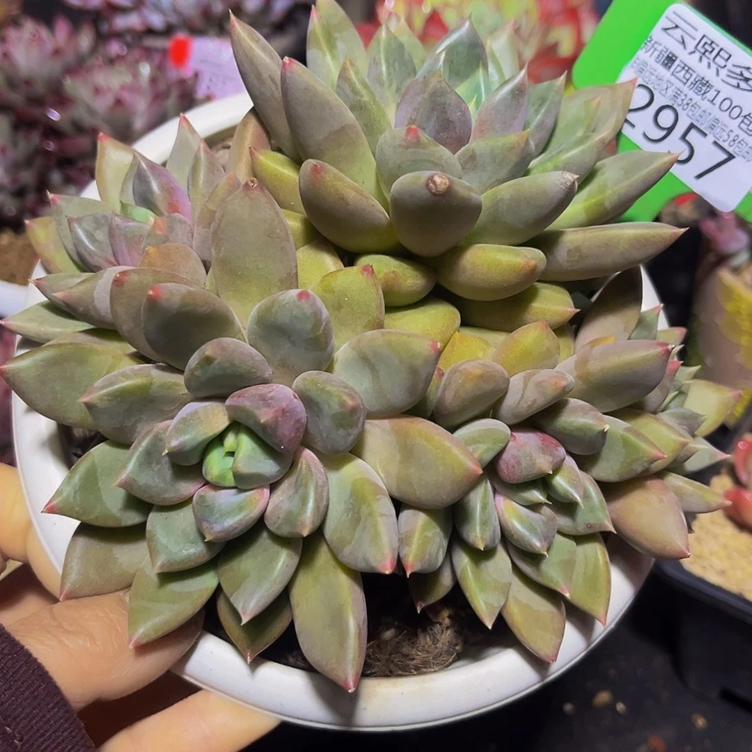 2957红象牙多肉植物