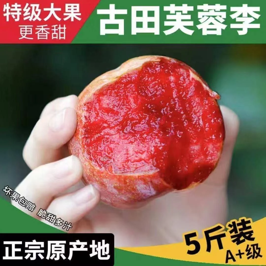 （顺丰次日达）福建古田芙蓉华李红心李子新鲜水果现摘现发酸脆爽口孕妇水果净重大果5斤同城送福建省