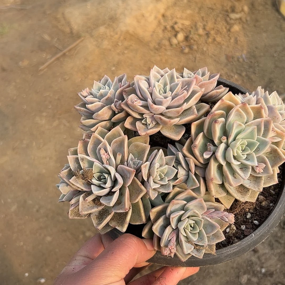 多肉植物哈利沃森
