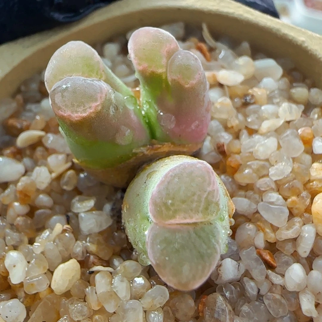 多肉植物天鹅绒骚粉10号