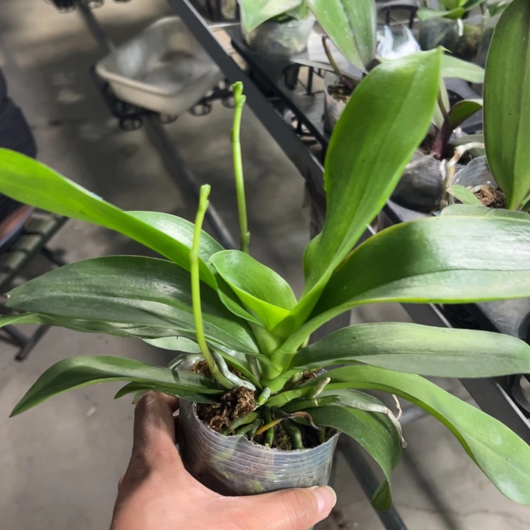 林***比当前无花栽培后可以开花0107韩国水晶3剑